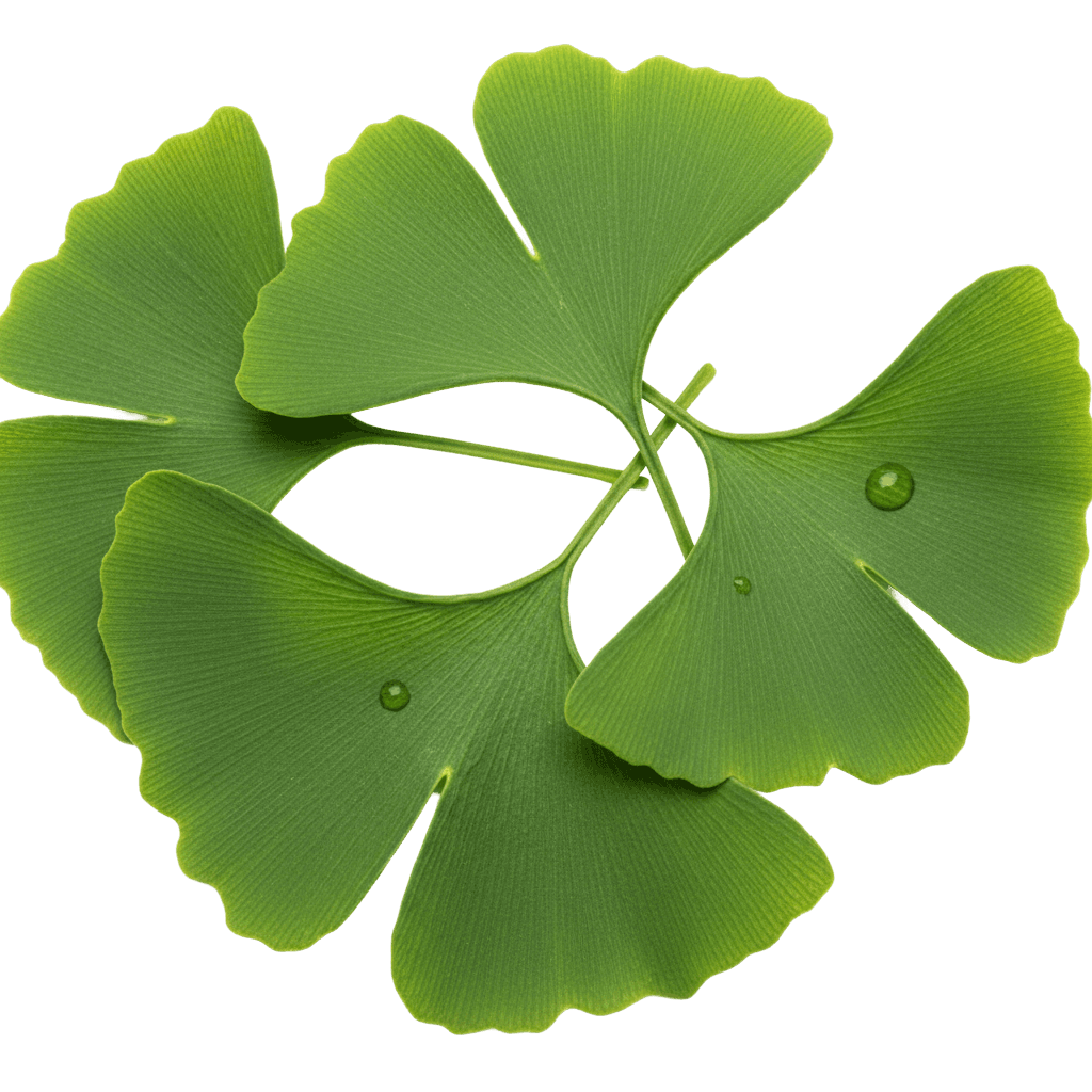 Ginkgo Biloba